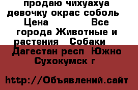 продаю чихуахуа девочку,окрас соболь › Цена ­ 25 000 - Все города Животные и растения » Собаки   . Дагестан респ.,Южно-Сухокумск г.